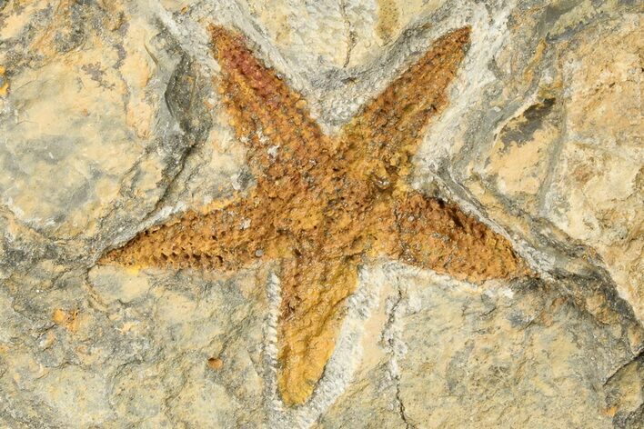 Ordovician Starfish (Petraster?) Fossil - Morocco #193718